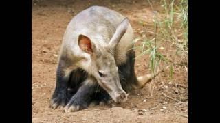 Interesting Facts about Aardvark