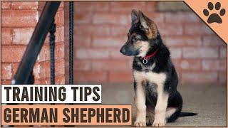 Best German Shepherd Puppy Training Tips | Dog World