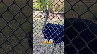 Haven’t Seen Biggest Ostrich  #viral #trending #youtubeshorts