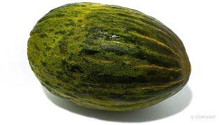 Rotting Bollo Melon