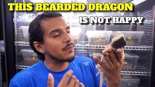 Trying To Tame My Crazy Bearded Dragon LOKI