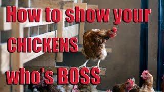 How to Show Your Chickens Who's Boss