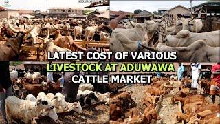 A VISIT TO LIVESTOCK MARKET IN BENIN CITY ADUWAWA CATTTLE MARKET CHECK THE PRICE OF COW GOAT RAM