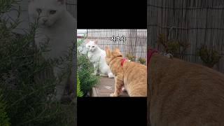 짝사랑의 최후 #길냥이