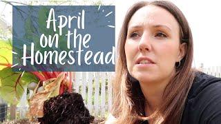 DAY IN THE LIFE OF HOMESTEADING FAMILY | YOUTUBE HOMESTEADING FAMILY | APRIL ON THE HOMESTEAD