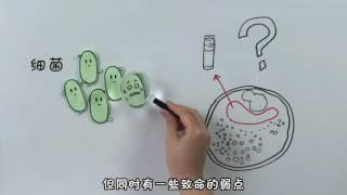 抗生素是什么原理？How does antibiotic work?【柴知道ChaiKnows】【科普Science】【冷知识Trivia】