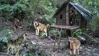 Build a warm and cozy Bushcraft nest for survival, ancient tree house, a pack of ferocious wolves