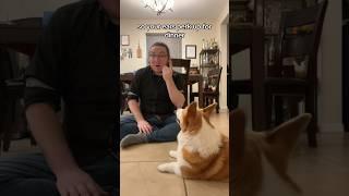 #signlanguage fluent #corgi ! - #asl #fyp #foryou