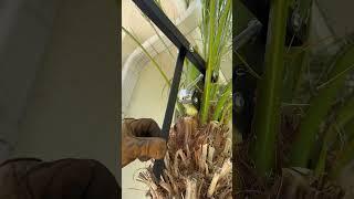 Before & after with the Pygmy Seed Remover! #palmtree #pygmypalmtrees #yardwork #gardeningtools #fyp