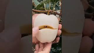 #fruta #pearsfruit #funplay #youtubeshorts