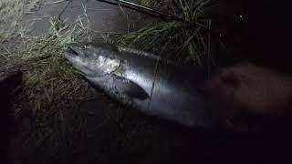 Episode 1 Puyallup River, NW salmon fishing, How to drift fish to CATCH MORE FISH!