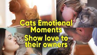 Cats Emotional Moments showing love to Owner Ever | Part 2 | Petcee