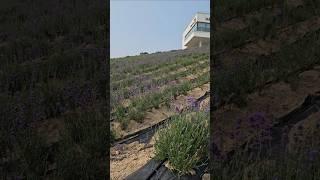 정읍 허브원 라벤더 개화 상황