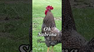 Sabrina your rooster is looking for you! #sabrina #rooster #chickens #farmjokester #comedy