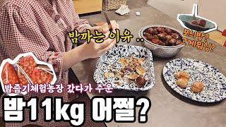 밤을 맛있게 먹는 최고의 방법은? 대환장 왕 보늬밤 만들기🫠 밤보관, 밤요리.