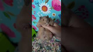 Cute fat hamster baby |  flowers