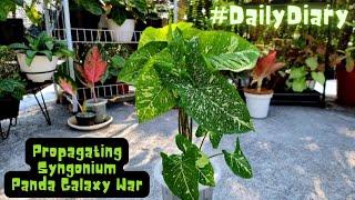 Propagating Syngonium Panda Galaxy War | Daily Diary