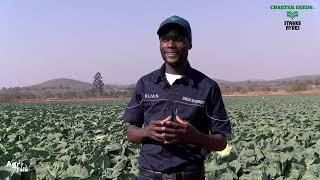 How This Farm is Producing 450 000 cabbages