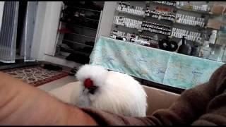 How to make any chicken shake their head - funny but it works!