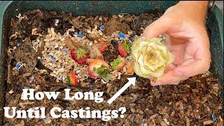 Lettuce Head Experiment Day 1 + Worm Ball & Time Lapse | Vermihut Feeding #5 Vermicompost Worm Farm