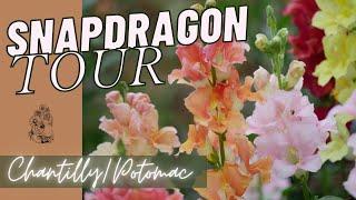 SNAPDRAGON FULL TOUR: Chantilly Snapdragons and Potomac Snapdragons - Backyard Cut Flower Garden