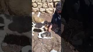 "A Romantic Farewell: The Story of a Little Puppy" #love #the