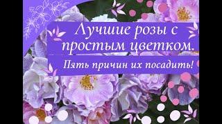 Лучшие розы с простым цветком.  Пять причин их посадить.