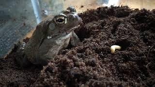 Colorado River Toad Eating Slow Motion