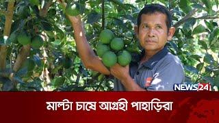 বান্দরবানে বাড়ছে মাল্টার আবাদ | Bandarban | Fruit | News24