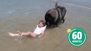 AMAZING Dog Saves Little Girl  | BEST Dog Videos