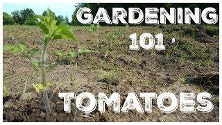 Gardening 101 - Tomatoes