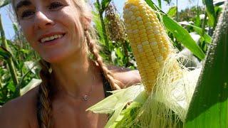 Sweet corn 101 & Catering a wedding | Farm Vlog