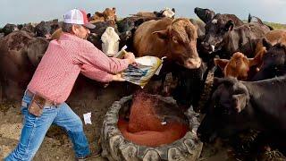 Hungry Bull Attack On The Ranch!!