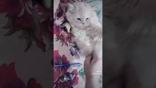 Funny cat video  | Adopted Tani cat Tick Tock I koe fark nae parta- cute and funny cat video