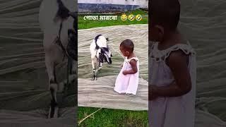 baby fun video buru guru, boro goru #cow #animals #funny #fun #cartoon #goat #funnyclips #love #cow