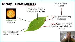 Ecosystem Roles - Part 1