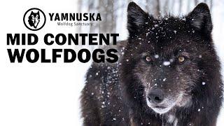 What is a Mid Content Wolfdog? Featuring Enzo at Yamnuska Wolfdog Sanctuary