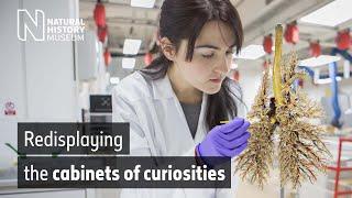 Redisplaying the cabinets of curiosities | Natural History Museum