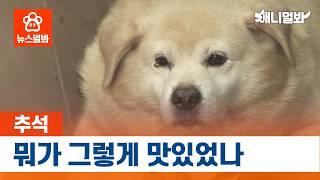 [속보] 추석에 물만 먹었는데 살찐 견민 인터뷰  | SBS뉴스멀봐 (2024.09.20) Interview With Dog Who Got Fat By Drinking Water