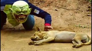 Troll Prank dog Cat & fake Lion and Fake Tiger Prank To dog,cat | Videos Funny Troll 2022 #14