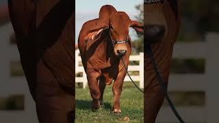 Sahiwal cow status #sahiwalcow #short #sahiwalcowforsale #sahiwal #animallovergujju