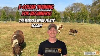 E Collar Training For Beginners: Overview and Theory of SK9 Method