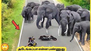 முட்டுச்சந்தில் மாட்டிக்கிட்ட கருப்பு ஆடு | Seven Amazing Animals Moments | Story Bytes Tamil
