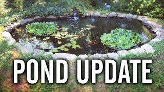 Koi Pond Update (Plus Bonus Ponds)