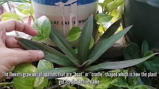 Tradescantia Spathacea (Moses in the Cradle Plant) - The Oyster Plant