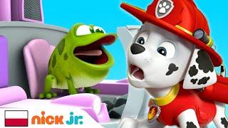 Psi Patrol | Niegrzeczna żaba Marshalla | Nick Jr.