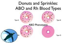 Blood Types:  ABO and Rh (with donuts and sprinkles!)