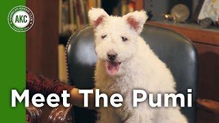 Meet the Pumi