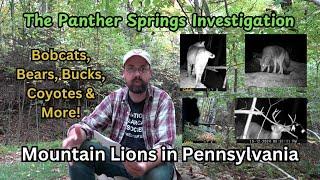 The Panther Springs Investigation ~ Mountain Lions in Pennsylvania