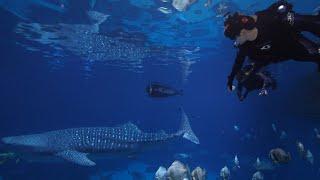 I swam with the world's largest fish at the Georgia aquarium!